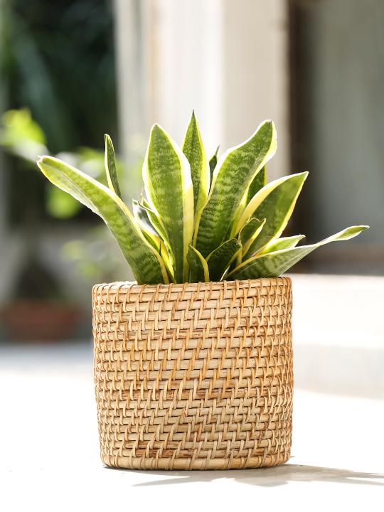 Shilpkara Rattan Retreat Handcrafted Eco-Friendly Organic Circular Rattan Organiser Container Bin Multi-Utility Storage Basket (8 x 8 Inches)